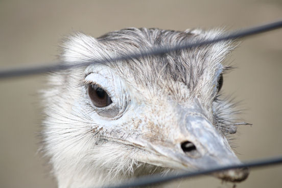 Nieuwsgierige emoe